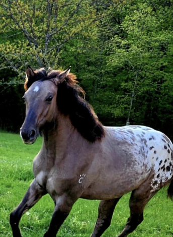 HorseID: 2288300 Shining C Jolene - PhotoID: 1089761
