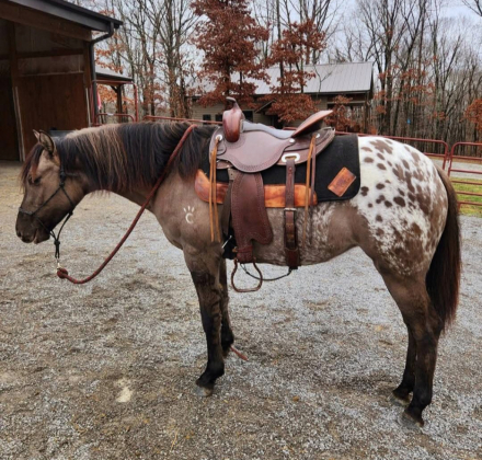 HorseID: 2288300 Shining C Jolene - PhotoID: 1089762