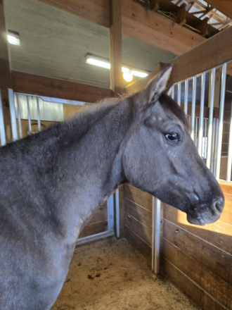 HorseID: 2288300 Shining C Jolene - PhotoID: 1089763