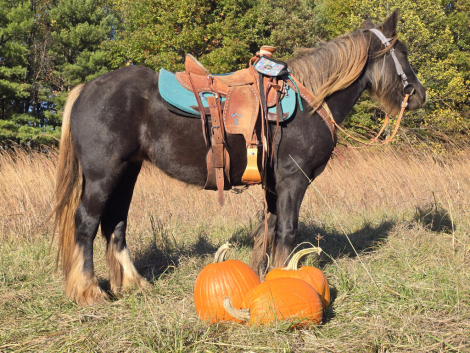 HorseID: 2290634 RHGC DAWN TREADER - PhotoID: 1088989