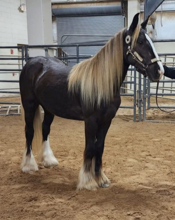 HorseID: 2290634 RHGC DAWN TREADER - PhotoID: 1088990