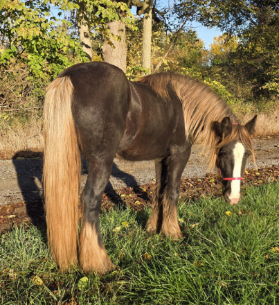 HorseID: 2290634 RHGC DAWN TREADER - PhotoID: 1088992