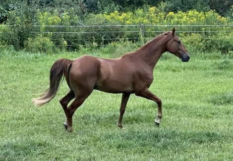 HorseID: 2290727 Hail Jupiter - PhotoID: 1089908