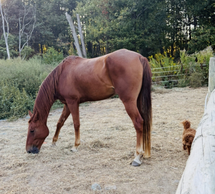 HorseID: 2290727 Hail Jupiter - PhotoID: 1089911