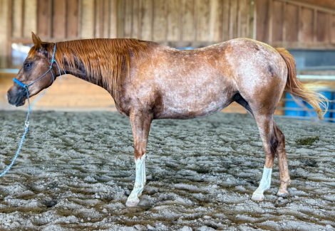 HorseID: 2291453 IMA DUN DEAL MD - PhotoID: 1089226