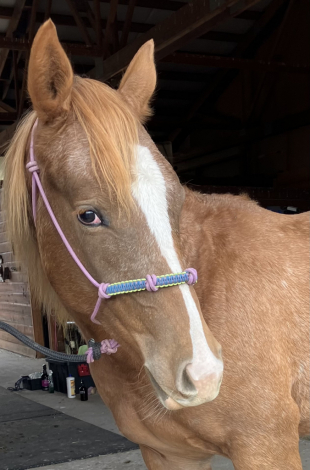 HorseID: 2291453 IMA DUN DEAL MD - PhotoID: 1089229