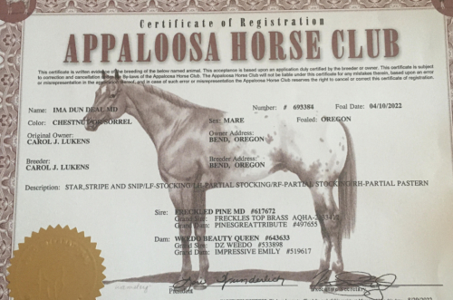 HorseID: 2291453 IMA DUN DEAL MD - PhotoID: 1089230