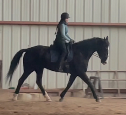 HorseID: 2291684 Wanna Smooch - PhotoID: 1089511