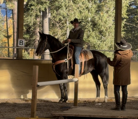 HorseID: 2291684 Wanna Smooch - PhotoID: 1089512