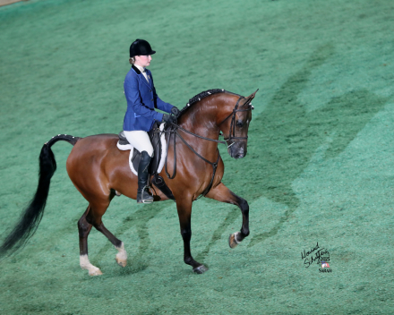 HorseID: 2292166 ROL Fire Ball - PhotoID: 1081261