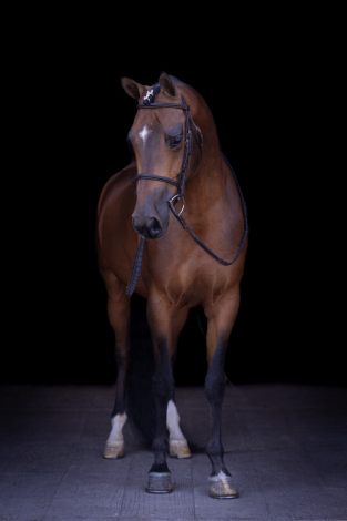 HorseID: 2292166 ROL Fire Ball - PhotoID: 1081265