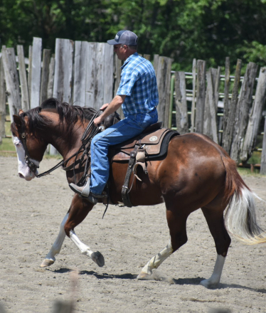 HorseID: 2292430 EPIC TURNIT - PhotoID: 1088612