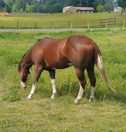 HorseID: 2292430 EPIC TURNIT - PhotoID: 1088613