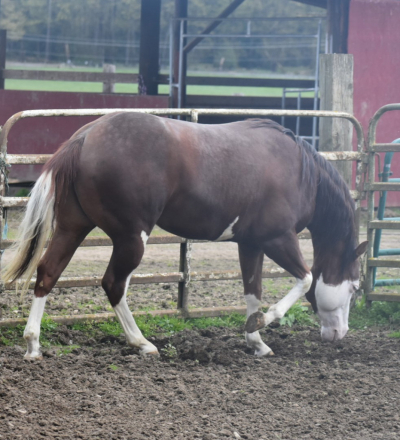 HorseID: 2292430 EPIC TURNIT - PhotoID: 1088614