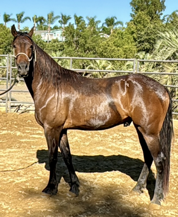 HorseID: 2292594 Coco - PhotoID: 1089106