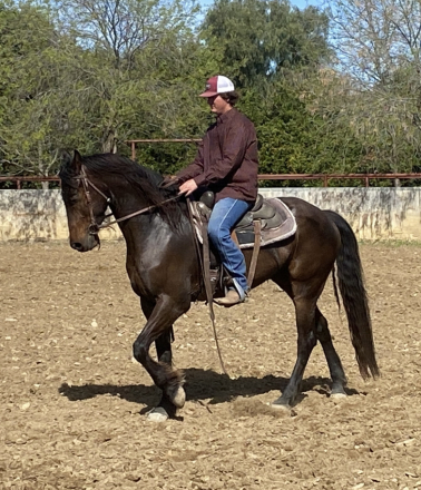 HorseID: 2292594 Coco - PhotoID: 1089108