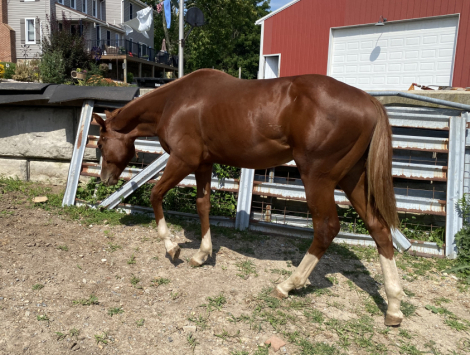 HorseID: 2292788 I Like The Conclusion - PhotoID: 1071558