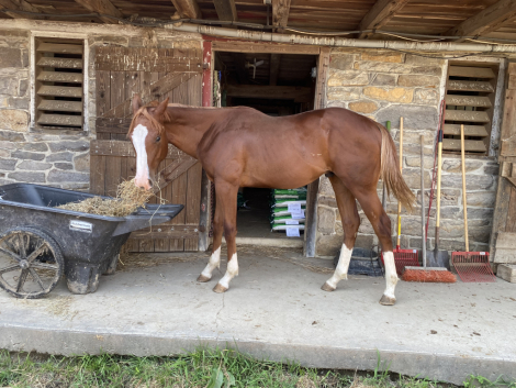 HorseID: 2292788 I Like The Conclusion - PhotoID: 1071560