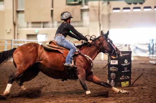 HorseID: 2292885 Reduced: Frenchies Six Pack - PhotoID: 1086019