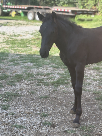 HorseID: 2292995 Thunder - PhotoID: 1088888