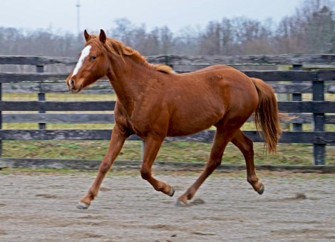 HorseID: 2225473 CFK Pralines n Creme - PhotoID: 1049355