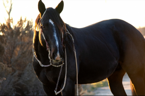 HorseID: 2244513 Dark Desert - PhotoID: 1059520