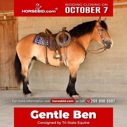 HorseID: 2246616 Gentle Ben - PhotoID: 1036978