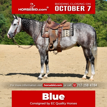 HorseID: 2246726 DH EASTER AZURE BRI - PhotoID: 1045893