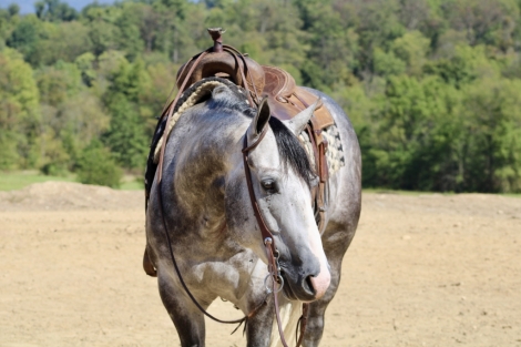 HorseID: 2246726 DH EASTER AZURE BRI - PhotoID: 1045894