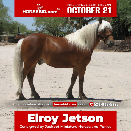 HorseID: 2247446 ELROY JETSON - PhotoID: 1042233