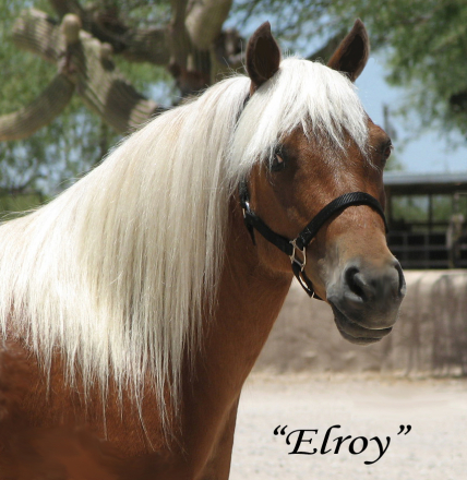 HorseID: 2247446 ELROY JETSON - PhotoID: 1042234