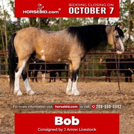 HorseID: 2247450 Bob - PhotoID: 1033506