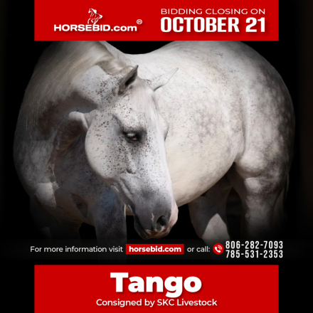 HorseID: 2247451 Tango - PhotoID: 1033502