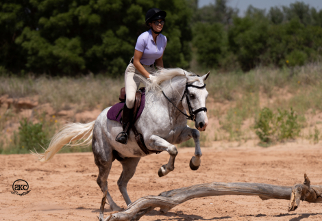 HorseID: 2247451 Tango - PhotoID: 1045924