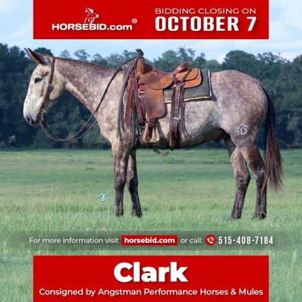 HorseID: 2247452 Clark - PhotoID: 1028000