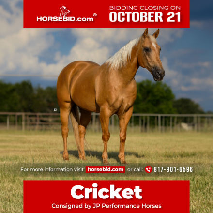 HorseID: 2247454 Cricket Gun - PhotoID: 1036990