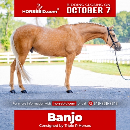 HorseID: 2247455 Banjo - PhotoID: 1028035