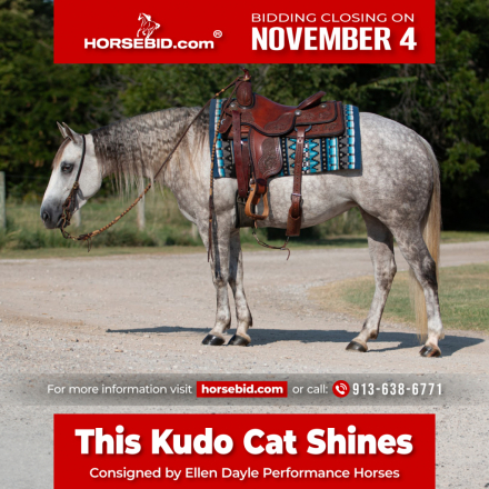 HorseID: 2247456 THIS KUDO CAT SHINES - PhotoID: 1042249