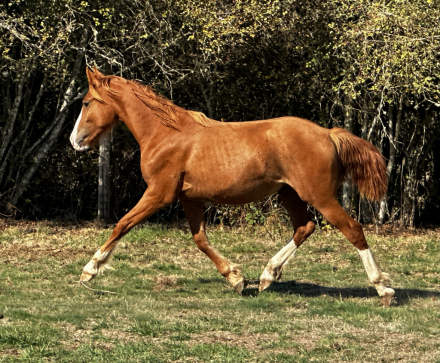 HorseID: 2248243 The Generals Stormin Norman - PhotoID: 1058501