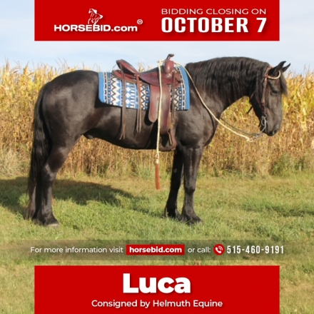 HorseID: 2249906 Luca - PhotoID: 1033498