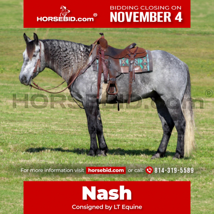 HorseID: 2249906 Nash - PhotoID: 1033498