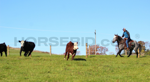 HorseID: 2249906 Nash - PhotoID: 1033500