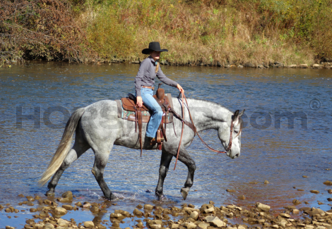 HorseID: 2249906 Nash - PhotoID: 1049438