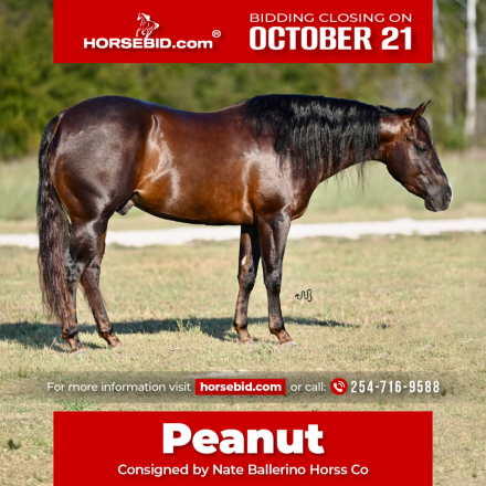 HorseID: 2249907 Peanut - PhotoID: 1045908