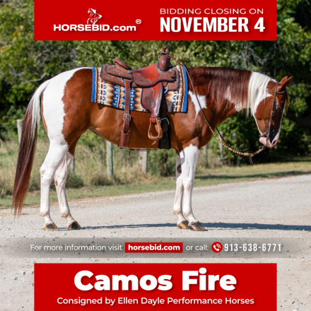 HorseID: 2249911 CAMOS FIRE - PhotoID: 1045896