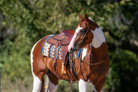 HorseID: 2249911 CAMOS FIRE - PhotoID: 1045897