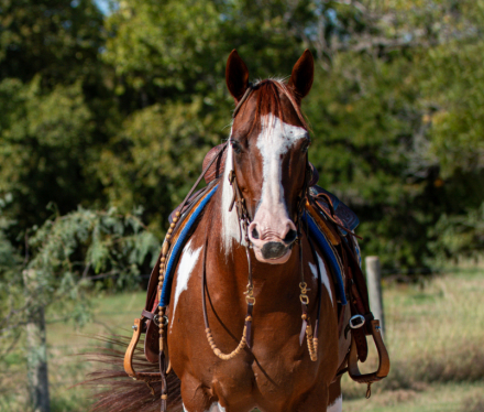 HorseID: 2249911 CAMOS FIRE - PhotoID: 1045899