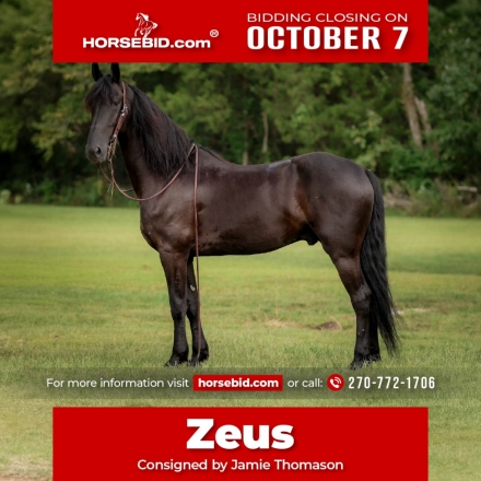 HorseID: 2253893 Zeus - PhotoID: 1029661