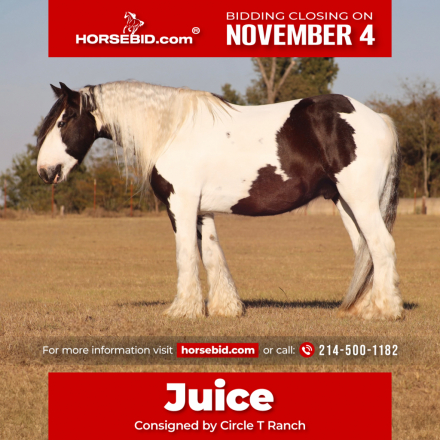 HorseID: 2253893 Juice - PhotoID: 1029661