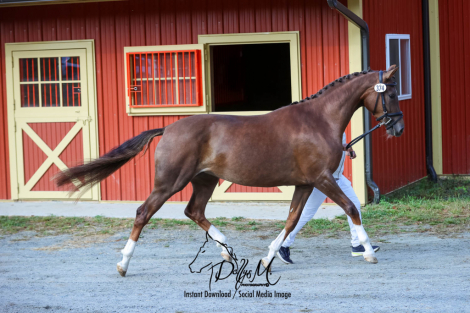 HorseID: 2254505 Shri Lente - PhotoID: 1030867